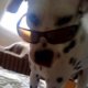 Discover underdogs, band di Beograd, Serbia, CS. Rate, follow, send a message and read about underdogs on LiveTrigger.