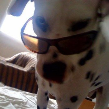 Discover underdogs, band in Beograd, Serbia, CS. Rate, follow, send a message and read about underdogs on LiveTrigger.
